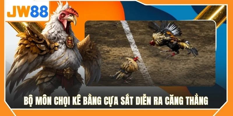 Bộ môn chọi kê bằng cựa sắt diễn ra căng thẳng